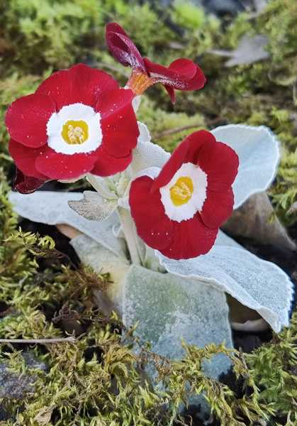 Primula x pubescens 'Favourite' photo